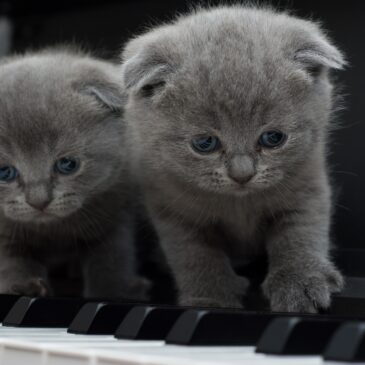 How Playing the Piano can help when you are feeling Stressed